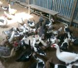 Di cari entok perempuan - Deli Serdang Kab. - Hewan Peliharaan