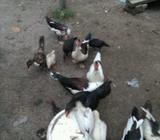 Entok induk ukuran kasar - Deli Serdang Kab. - Hewan Peliharaan