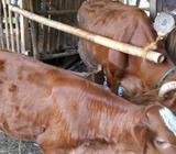 Sapi babu anak - Gunung Kidul Kab. - Hewan Peliharaan