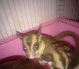 Sugarglider sepasang - Jakarta Barat - Hewan Peliharaan