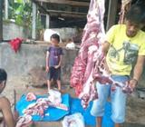 Aqiqah terjangkau - Jakarta Selatan - Hewan Peliharaan