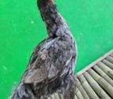 Birkhoy telor ijo - Jakarta Timur - Hewan Peliharaan