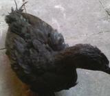 Jual Bekisar Cemani (Bekicem) - Kulon Progo Kab. - Hewan Peliharaan