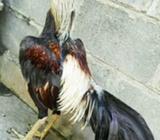 Jago BIRMA murni - Kulon Progo Kab. - Hewan Peliharaan