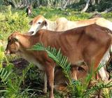 Dere umur hampir satu tahun.. - Labuhanbatu Utara Kab. - Hewan Peliharaan