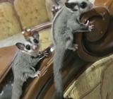 Sugar Glider Grey - Ogan Komering Ulu Selatan Kab. - Hewan Peliharaan