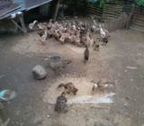 Dijual itik petelur - Payakumbuh Kota - Hewan Peliharaan