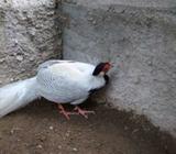 Silver Pheasent Sepasang - Tangerang Selatan Kota - Hewan Peliharaan