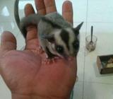 Sugar glader baby joey - Jakarta Barat - Hewan Peliharaan