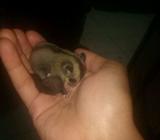 Sugar Glider Classic Grey - Jakarta Pusat - Hewan Peliharaan