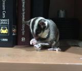 Dijual sugar glider ternakan (ready cowo&cewe) - Jakarta Utara - Hewan Peliharaan