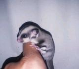 Jual suger glider umur satu setengah bulanan - Tangerang Selatan Kota - Hewan Peliharaan