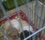 Hamster Syirian long hair 35rb - Tapin Kab. - Hewan Peliharaan