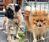 Terima Pacak Pug Dan Pomeranian Stambum - Badung Kab. - Hewan Peliharaan