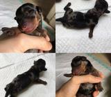 OPEN BOOK Mini Dachshund / Tekel Jantan Black Dapple - Jakarta Barat - Hewan Peliharaan