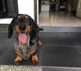 JASA Pejantan Mini Tekel / Dachshund - Jakarta Barat - Hewan Peliharaan