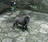 French bulldog - Jakarta Pusat - Hewan Peliharaan