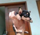 Puppy Chihuahua Black Tan - Jakarta Pusat - Hewan Peliharaan