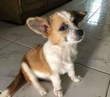 Sitzu mixed corgie - Surakarta Kota - Hewan Peliharaan