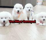 Samoyed puppy for sale - Surakarta Kota - Hewan Peliharaan