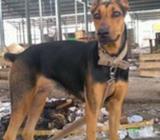 Di jual Doberman Betina - Surakarta Kota - Hewan Peliharaan