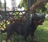 Dijual rottweiler betina sedang loop - Tangerang Selatan Kota - Hewan Peliharaan