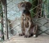 Dijual pitbul jantan - Tangerang Selatan Kota - Hewan Peliharaan