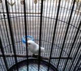 Albino mm umur 8bln - Badung Kab. - Hewan Peliharaan