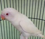 Albino mm balibu - Bandar Lampung Kota - Hewan Peliharaan
