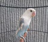 Dijual lb blue pastel - Bandar Lampung Kota - Hewan Peliharaan