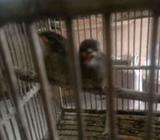 Anak cing coang sasangkar - Bandung Barat Kab. - Hewan Peliharaan