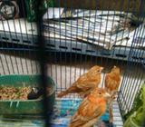 Paud blackred & mosek lokal usia 2bln - Bandung Kab. - Hewan Peliharaan
