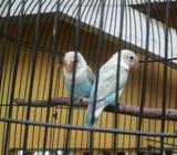 Bilih peryogi tos aman milet.kircon.haya 350000 dua ekor - Bandung Kota - Hewan Peliharaan