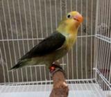 PB mouve 3 bln jantan - Bekasi Kota - Hewan Peliharaan