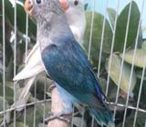 Yg minat Blue mangsi x Pastel mouve - Binjai Kota - Hewan Peliharaan