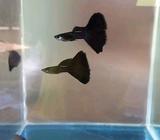 Guppy black moscow - Bandar Lampung Kota - Hewan Peliharaan
