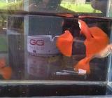 Guppy albino full red (afr) - Bandar Lampung Kota - Hewan Peliharaan