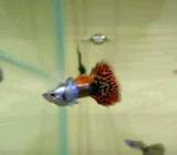 Guppy platinum mozaik - Bandar Lampung Kota - Hewan Peliharaan