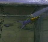 Guppy japan blue ds - Bandar Lampung Kota - Hewan Peliharaan