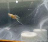 Guppy viena bottom sword - Bandar Lampung Kota - Hewan Peliharaan