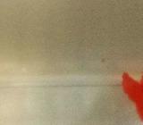 Guppy Albino Full Red - Banyuasin Kab. - Hewan Peliharaan