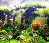 AQuascape tanaman asli all ukuran n consep monggo - Bandar Lampung Kota - Hewan Peliharaan