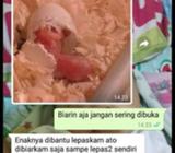 Mesin penetas telur burung ayam dan bebek Full otmatis kap 16 telur - Jakarta Selatan - Kantor & Ind
