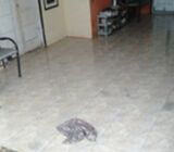 Jual Cepat Rumah Murah 110 juta Akses Motor Dekart Terminal Jatijajar